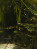 Endler guppy's, Dieren en Toebehoren, Vis, Zoetwatervis, Schoolvis