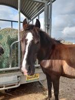 Paddockparadise Heemskerk direct gelegen naast de duinen, Dieren en Toebehoren, Stalling en Weidegang, Weidegang