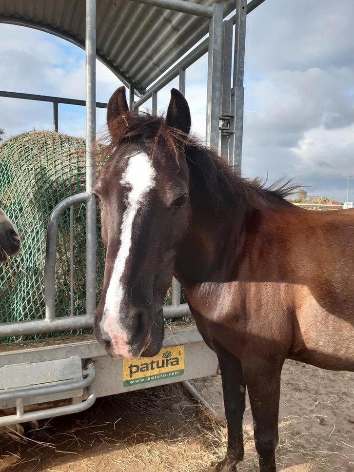 Paddockparadise Heemskerk direct gelegen naast de duinen, Dieren en Toebehoren, Stalling en Weidegang, Weidegang