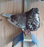 Til duivin, Dieren en Toebehoren, Vogels | Duiven, Vrouwelijk, Kropper