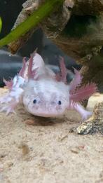 Wit roze axolotl man te koop, Dieren en Toebehoren, Vissen | Aquaria en Toebehoren, Ophalen, Nieuw