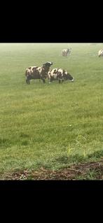 Dekram te koop, Dieren en Toebehoren, Schapen, Geiten en Varkens, Mannelijk, Schaap