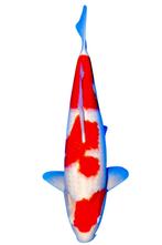 Kerstshow nieuwe koi japanse vissen tancho bij HEESCHKOI, Ophalen