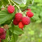 Framboos rood, Ophalen, Vaste plant, Halfschaduw, Zomer