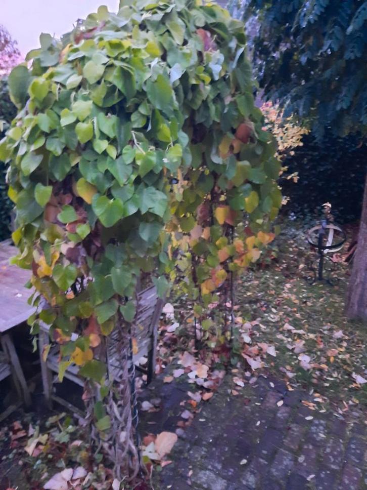 Klimplant met groene bladeren, Tuin en Terras, Planten | Tuinplanten, Vaste plant, Klimplanten, Halfschaduw, Zomer, Ophalen