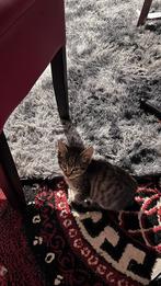 ‍ cat, Dieren en Toebehoren, Katten en Kittens | Raskatten | Korthaar, Poes