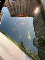 Koi’s, Karper of Koi