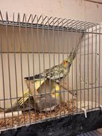 Diverse soorten vogels en aluminium voliere panelen, Dieren en Toebehoren, Meerdere dieren, Parkiet, Geringd