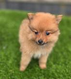 Te koop mooie kleine Dwergkees pups (pomeriaan), Nederland, CDV (hondenziekte), 8 tot 15 weken, Meerdere
