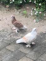 Krul duif duiven Hongaarse, Dieren en Toebehoren, Vogels | Duiven, Meerdere dieren, Overige soorten