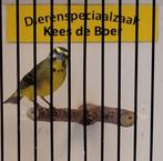 Mozambiquesijs pop, Vrouwelijk, Tropenvogel, Geringd