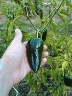 Ancho 101 chili peper zaden - 10 zaden, Verzenden, Voorjaar, Volle zon, Zaad