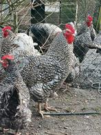 Noord Hollands Blauwe haan, Dieren en Toebehoren, Pluimvee, Mannelijk, Kip