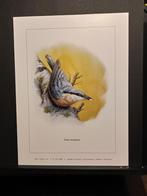 Boomklever - Buzin - prent kunst  afmeting  18 x 24 cm, 1980 tot heden, Ophalen of Verzenden, Zo goed als nieuw, Dier