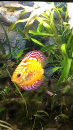 Discus aquarium 450 liter juwel panaroma, Dieren en Toebehoren, Vissen | Aquaria en Toebehoren, Ophalen, Gebruikt, Gevuld zoetwateraquarium