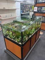 Diverse Aquariumplanten - Dierenspeciaalzaak Dijksterhuis, Dieren en Toebehoren, Ophalen, Nieuw, Plant(en), Steen of Hout