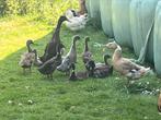 Loopeenden, Meerdere dieren, Eend