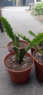 Epiphyllum cactus Red Orchhid stekken per 4 stuks, Huis en Inrichting, Ophalen of Verzenden, Cactus, Volle zon, Minder dan 100 cm