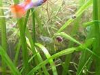 Guppies, Dieren en Toebehoren