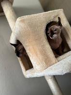 2 Sphynx katten samen te koop, Dieren en Toebehoren, Poes, Gechipt, 3 tot 5 jaar