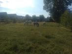 Gezocht! Weidegang met (schuil)stalling voor 5 paarden, Dieren en Toebehoren, Stalling en Weidegang, Weidegang, 4 paarden of pony's of meer