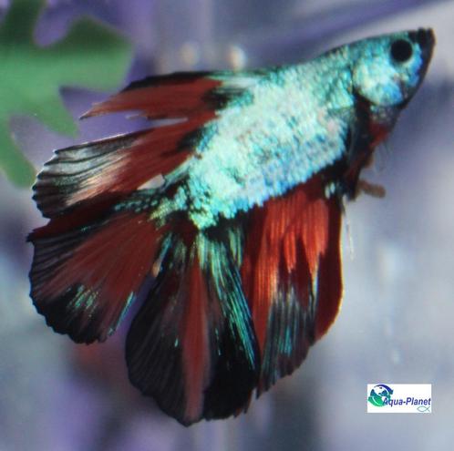 Betta Fancy Double Tail, Dieren en Toebehoren, Vissen | Aquariumvissen, Zoetwatervis, Vis