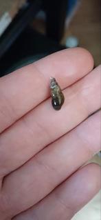 Puntslakken gratis, Vis