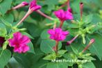 Mirabilis Jalapa/Wonderbloem Planten Uitverkoop Almere-Buite, Tuin en Terras, Planten | Tuinplanten, Zomer, Tweejarig, Overige soorten