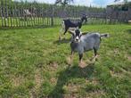 2 schimmeltan miekes 3 maanden oud, Dieren en Toebehoren, Schapen, Geiten en Varkens, Vrouwelijk, Geit, 0 tot 2 jaar