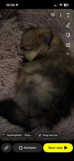 Bear face mini pomeriaans, Overige rassen, 8 tot 15 weken, Parvo, Meerdere