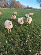 Tekoop schapen kruising rouge texelaar acht ooien en ram, Dieren en Toebehoren, Schapen, Geiten en Varkens, Vrouwelijk, Schaap