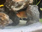 Red Zebra Cichlid x2 (12cm), Vis