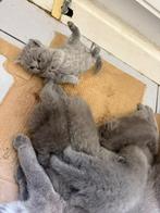 Brits korthaar kittens, Dieren en Toebehoren, Katten en Kittens | Raskatten | Korthaar, Poes, 0 tot 2 jaar