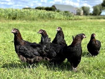 Jonge tamme Marans kippen hennetjes, gesekst en ingeënt beschikbaar voor biedingen