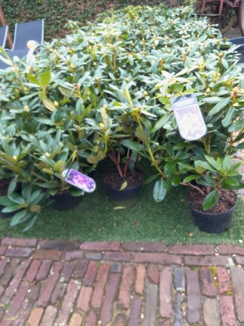 Rhododendron 45 / 50 cm, Tuin en Terras, Planten | Tuinplanten, Overige soorten, Halfschaduw, Ophalen of Verzenden