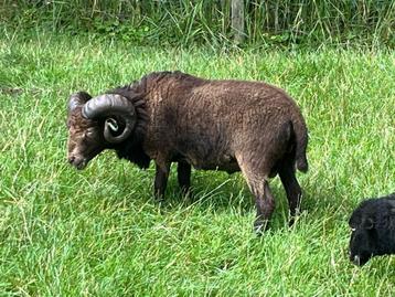 Ouessant ram van 2024, bruin met lief karakter beschikbaar voor biedingen