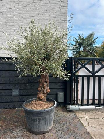 Olea europaea olijfboom ruwe stam beschikbaar voor biedingen