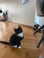 Leuke kitten, Dieren en Toebehoren, Katten en Kittens | Overige Katten, Poes