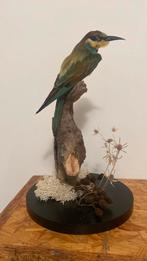 Opgezette vogel dieren taxidermie, Ophalen of Verzenden, Zo goed als nieuw, Vogel, Opgezet dier