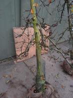 Elstar appelbomen, Tuin en Terras, Ophalen, Appelboom, Lente