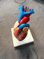 Anatomisch model - Hart Mens, Diversen, Schoolbenodigdheden, Ophalen, Zo goed als nieuw