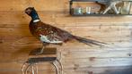 Opgezette vogel taxidermie mancave, Ophalen of Verzenden, Zo goed als nieuw, Vogel, Opgezet dier