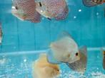 Blue Diamond Discus, Symphysodon Discus, Vis, Zoetwatervis