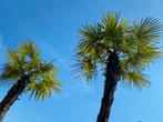 Grote Palmboom - 3-4 meter hoog!, Bloeit niet, Palmboom, 400 cm of meer, Ophalen