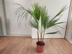 Washingtonia Robusta - Mexicaanse Waaierpalm H: 85 cm., Huis en Inrichting, Kamerplanten, Ophalen, Palm, Halfschaduw, Minder dan 100 cm