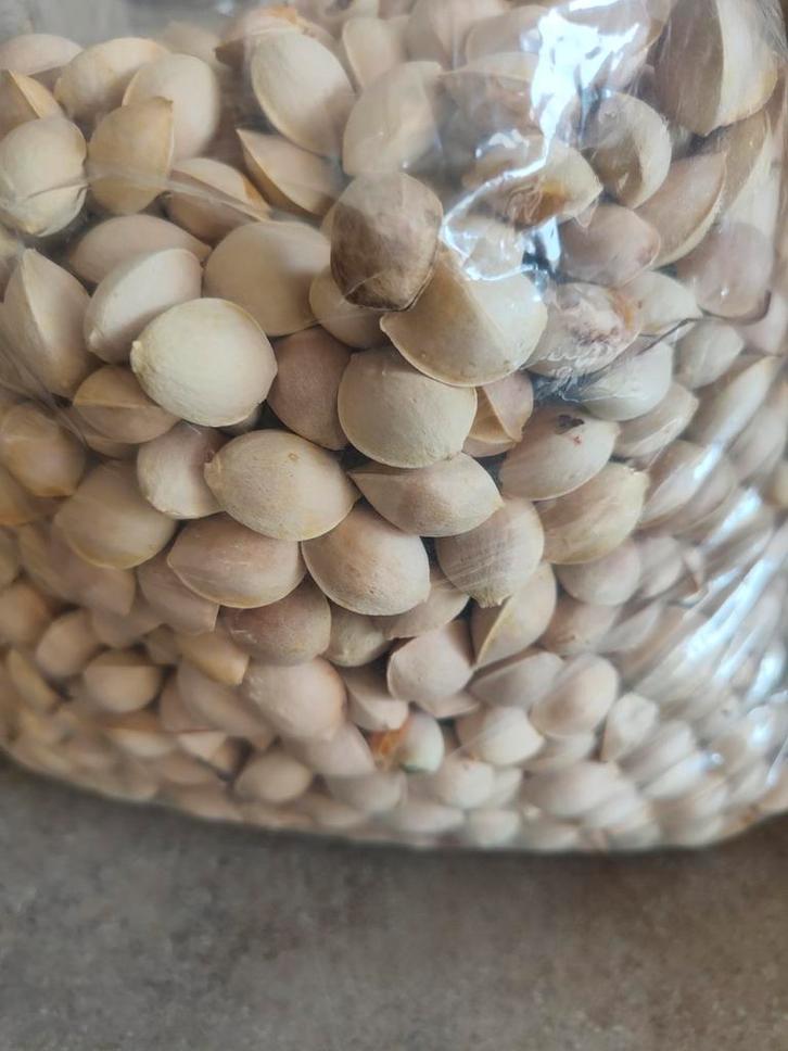 Ginkgo noten /zaden, Tuin en Terras, Planten | Tuinplanten, Eenjarig, Overige soorten, Volle zon, Ophalen of Verzenden