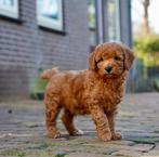 Mini Labradoodle pups | Minidoodle | Dwergpoedel, Parvo, Nederland, 8 tot 15 weken, Meerdere