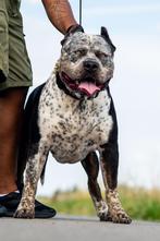 American Bully XL - Dekreu, Reu, 1 tot 2 jaar, CDV (hondenziekte), Eén hond