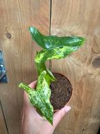 Alocasia tigrina superba variegata plant aurea lemon lime, Huis en Inrichting, Kamerplanten, Ophalen of Verzenden, Overige soorten