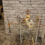 2 valk parkieten, Dieren en Toebehoren, Vogels | Parkieten en Papegaaien, Meerdere dieren, Parkiet